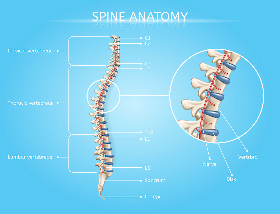 spine and disc pain