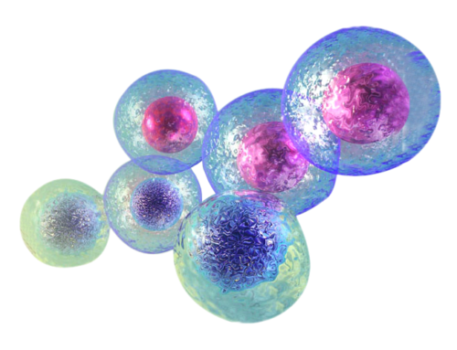 What are Stem Cells and How Do They Really Help?